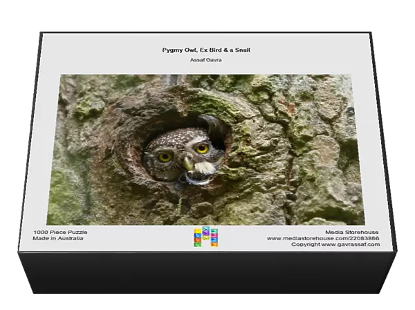 Pygmy Owl, Ex Bird & a Snail
