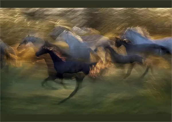 fiery gallop