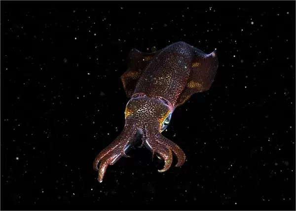 Squid in space