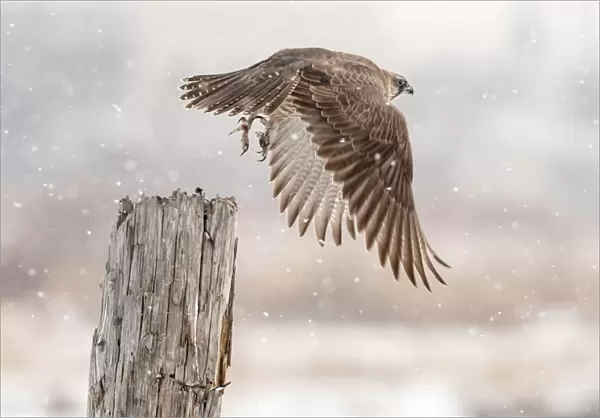 Flight against the snowstorm