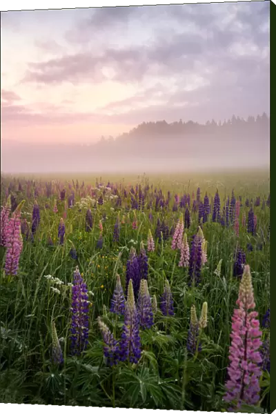 Lupines in fog part 3