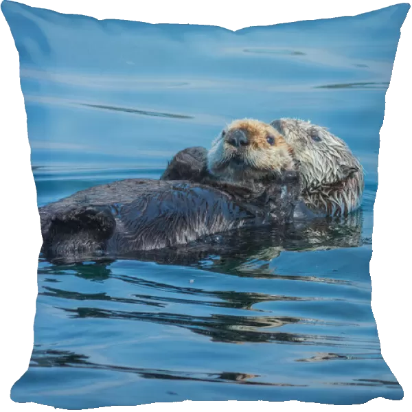 Otters basking in the Alaskan sun