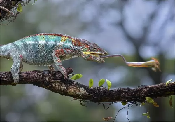 Chameleon. Fahmi Bhs