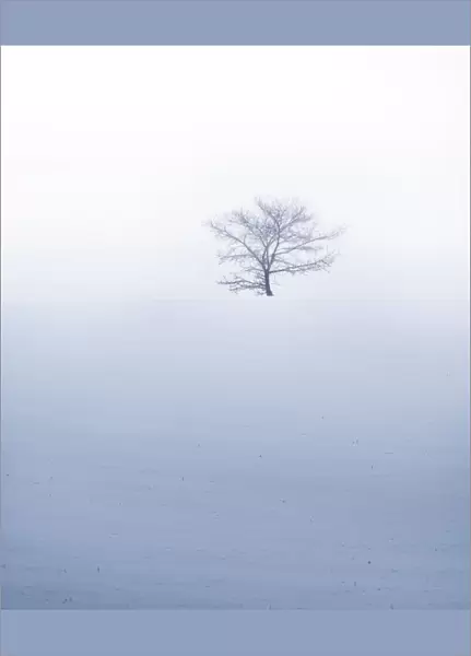 Small tree on hil during misty weather with snowfall