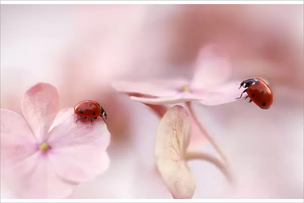 Ladybirds with pink hydrangea