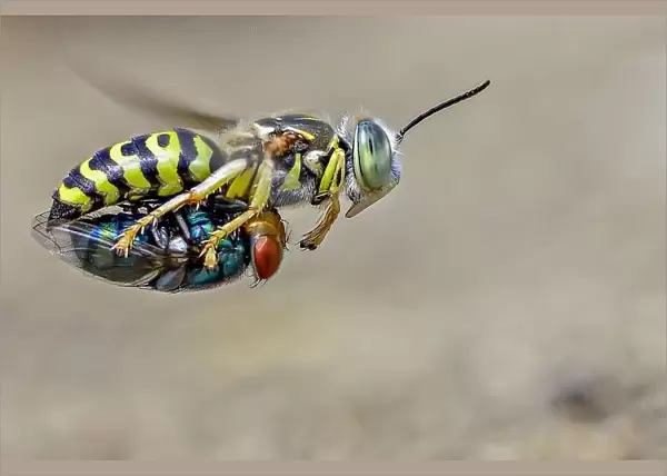 Sand wasps with prey