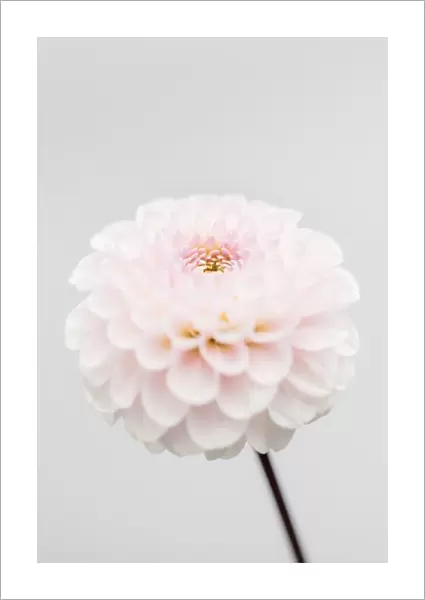 Pink Flower No3