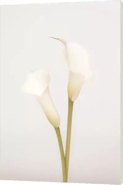 White Calla Lily No 1