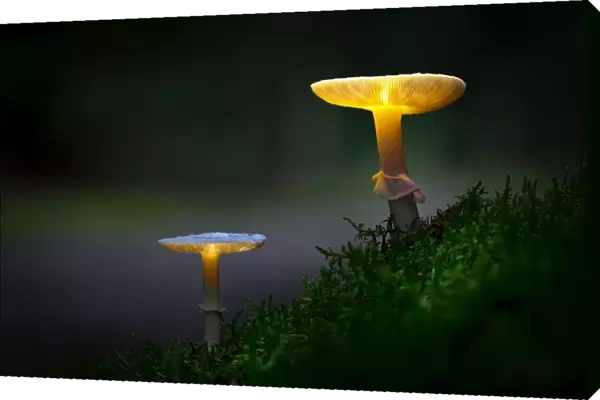 The mushrooms of the forest 03