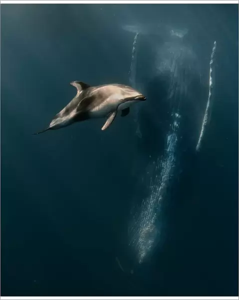 When Dophin meet whales