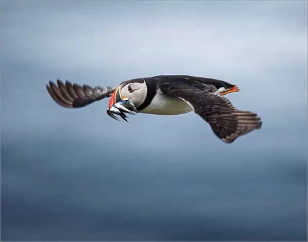 Puffin with fishes in its beak