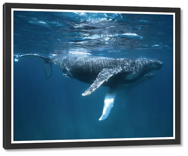 Humpback Whale Escort