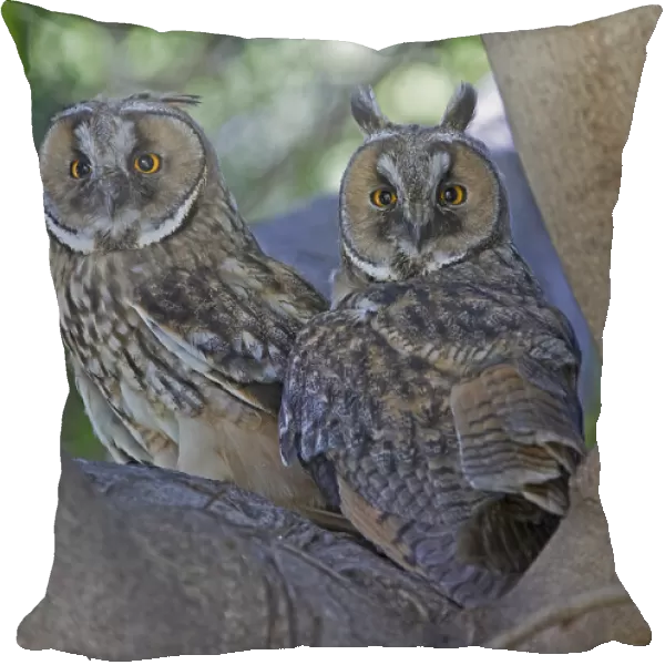 Long-eared Owl's