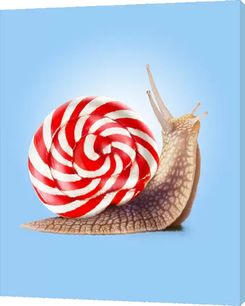 Snail Candy