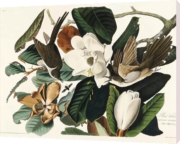 Black Billed Cuckoo From Birds of America (1827)