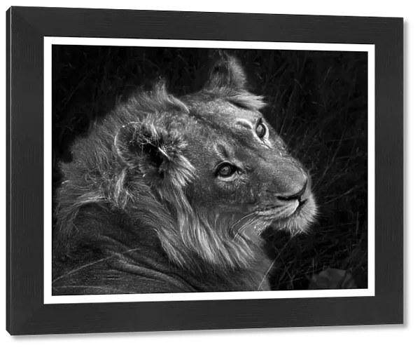 Black and White Lion Portrait