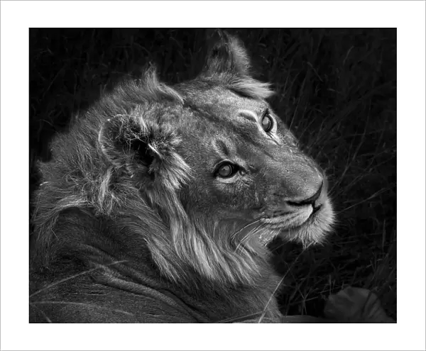 Black and White Lion Portrait