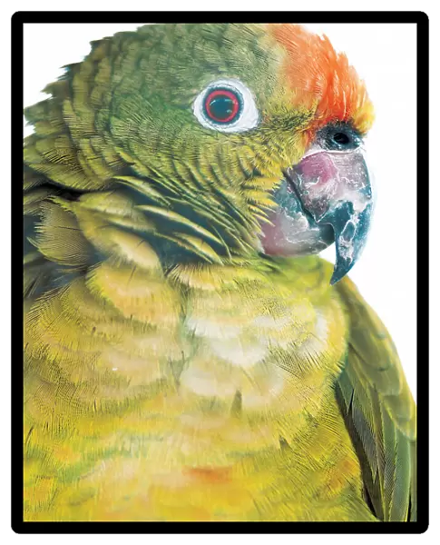 Parrot. Shot by Clint