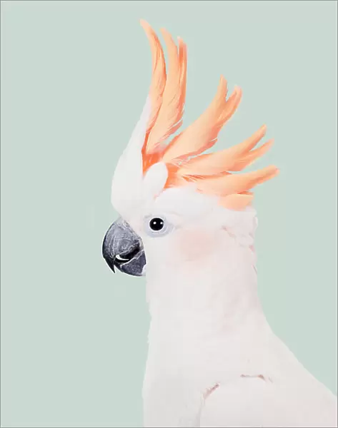 Cockatoo. Kathrin Pienaar