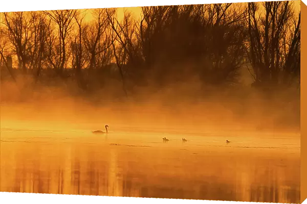 Golden Swan Lake