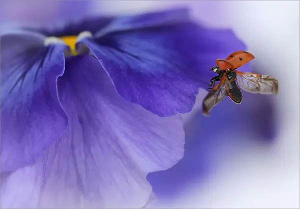 Ladybird almost flying away