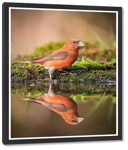 The Red Crossbill, Loxia curvirostra
