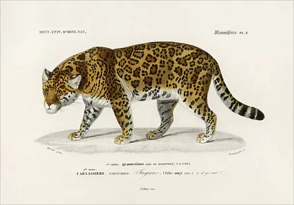 Jaguar (panthera Onca)