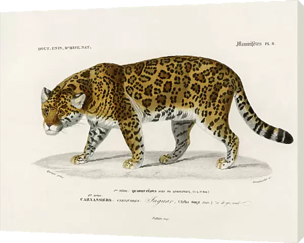Jaguar (panthera Onca)