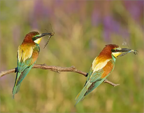 Bee-Eater's with Dragonfly's