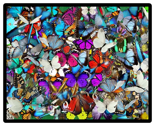 A Thousand Butterflies came out to Play