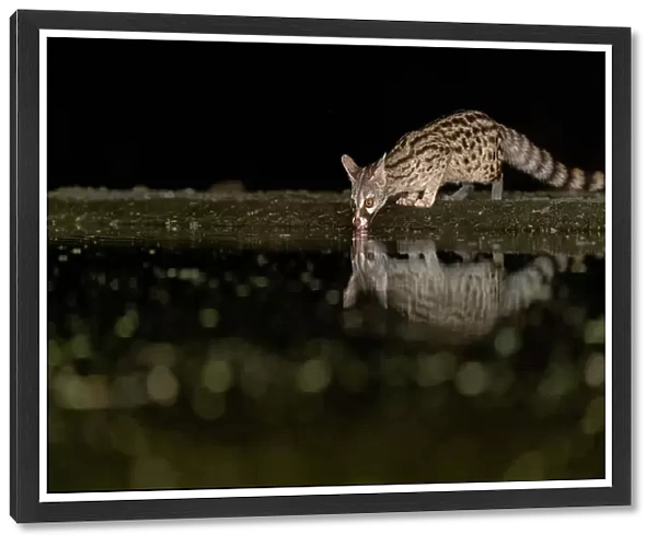 Civet cat at night