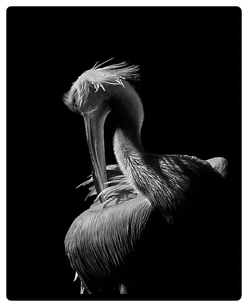 Pelican. jealousy