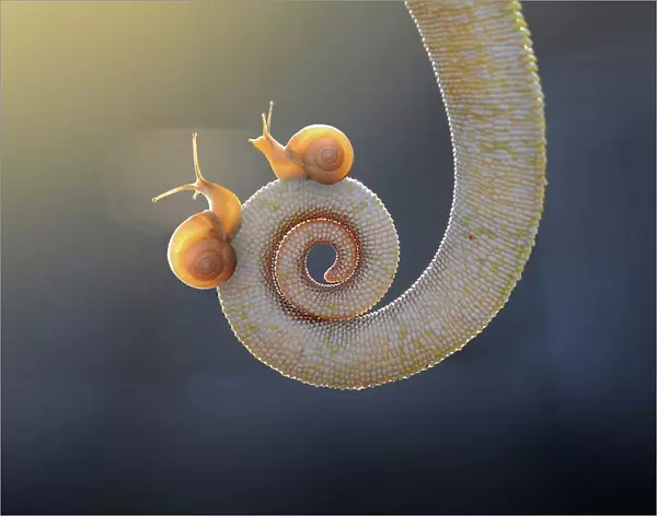 Snail - With You