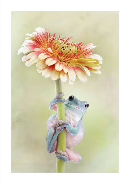White's Tree Frog Holding a Gerbera Flower