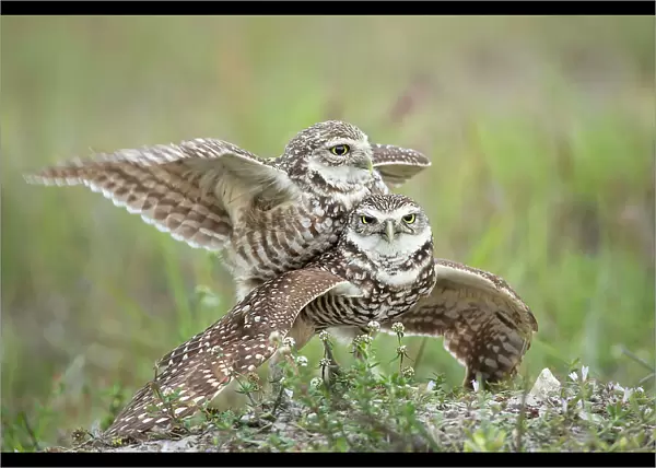 Burrowing Owls Love