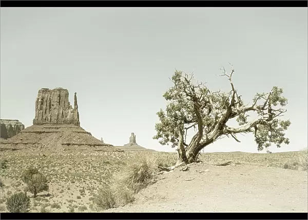 MONUMENT VALLEY Vintage West Mitten Butte and Tree