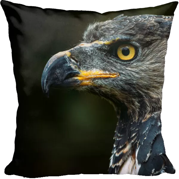 Portrait of a Crowned Eagle