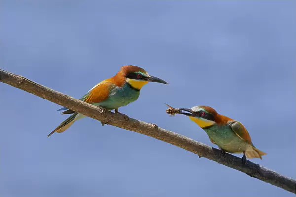 Bee-eater. Massimo Chiodini