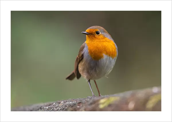 little robin 3