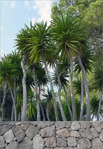 Palm trees on Ibiza