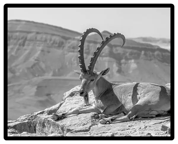 Male Nubian Ibex, Makhtesh (crater) Ramon