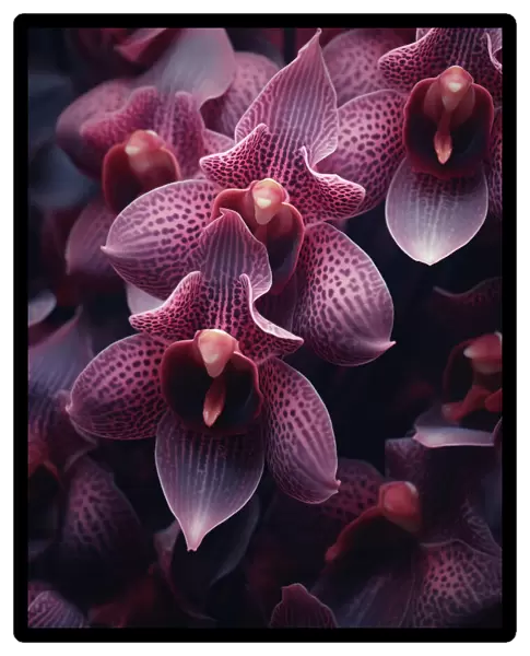 Macro Orchids 1