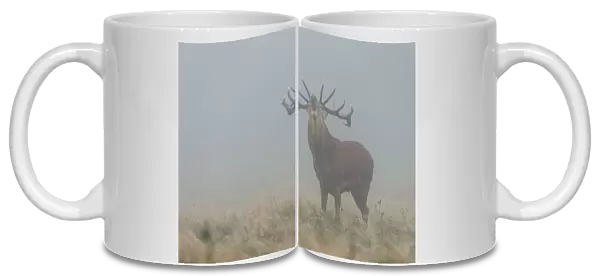 Red Deer Stag in the Fog