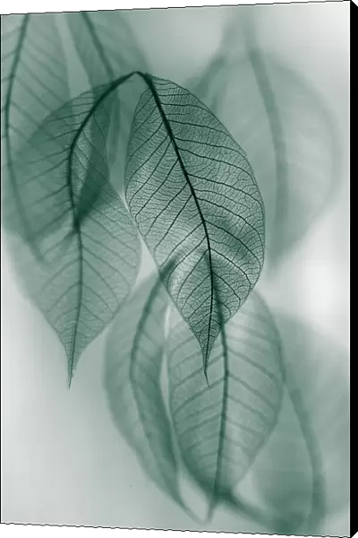 Leaf. Shihya Kowatari