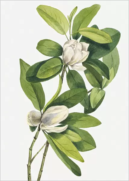Swamp Magnolia (1918)
