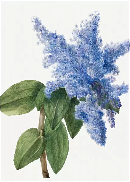 California Lilac (1935)