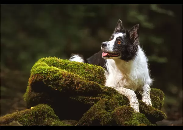 Border Collie Soaking Up the Serene Forest Escape: A Green Oasis
