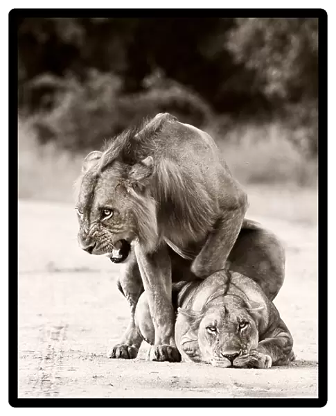 Lion Love. WildPhotoArt
