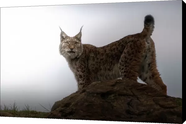 Lynx in the mist