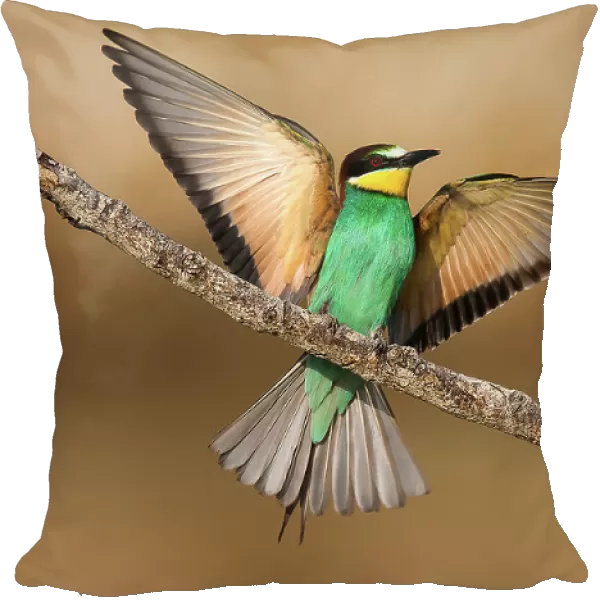 Bee-eater. Giorgio Disaro